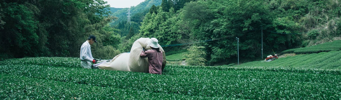 Chiyonoen Tea Garden - natsumiya.live