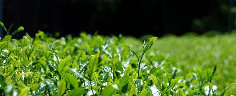 Hiraoka Tea Garden - natsumiya.live