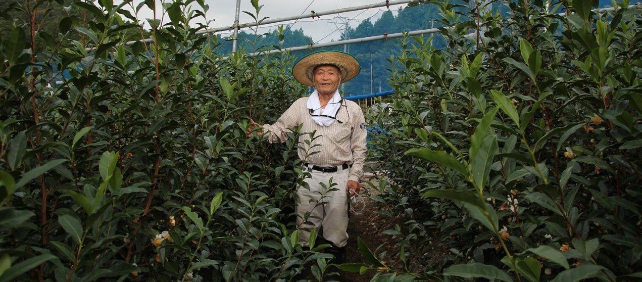 Kaneta Ota Tea Garden - natsumiya.live