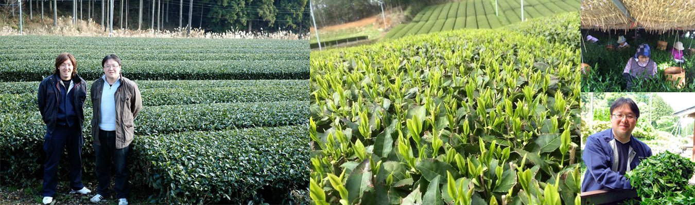 Kurihara Tea Farm - natsumiya.live