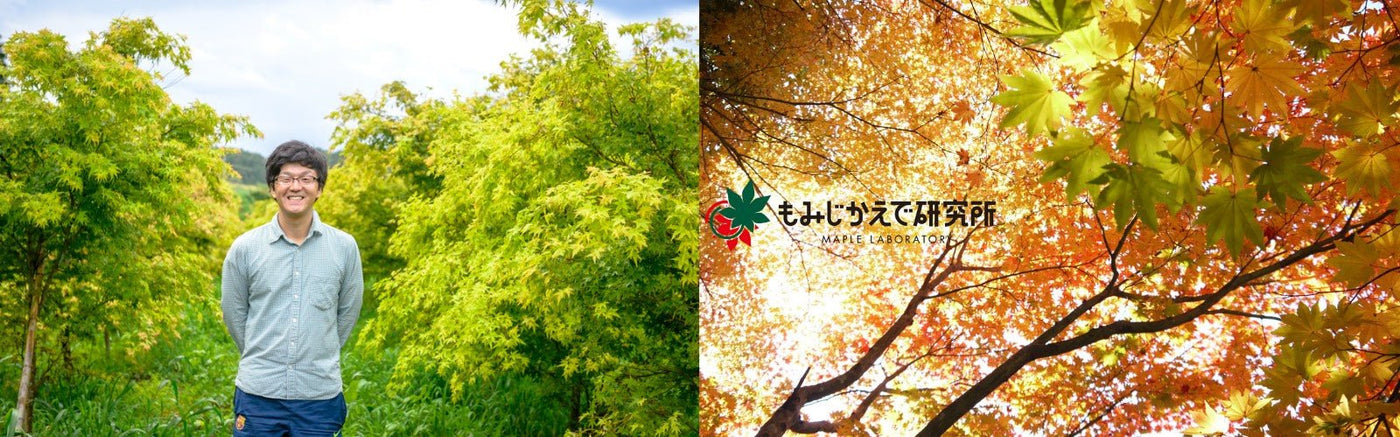 Maple Laboratory - natsumiya.live