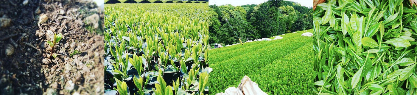 Murata Tea Garden - natsumiya.live