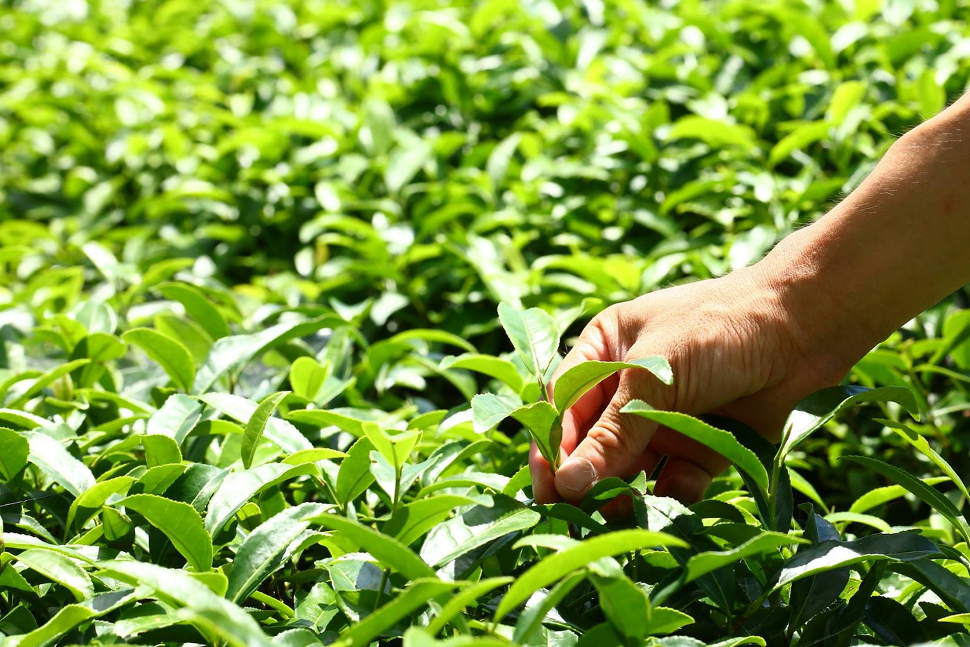 Oguri Tea Farms - natsumiya.live