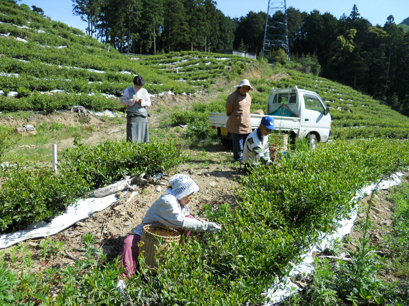 Oishi Tea Farm - natsumiya.live