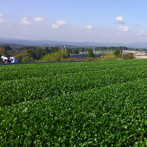 #0428.K2 弘喜園茶園 鹿児島県霧島産 和紅茶 金谷みどりの単一品種紅茶