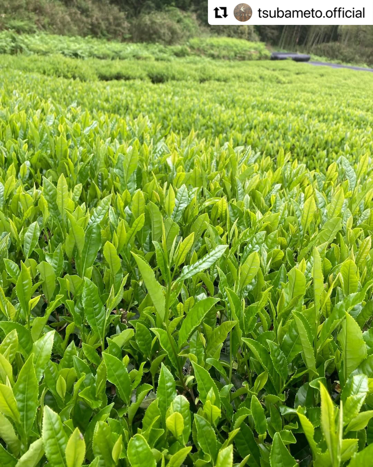#0894.A1 燕から茶畑へ 愛知県岡崎市額田村産直煎茶