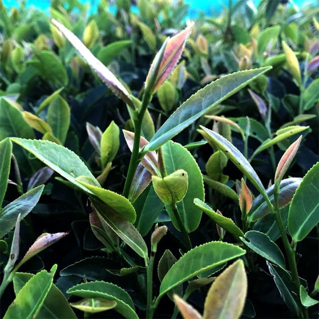 #0846.S5 Murakami Tea Garden: Mountain-Grown Second Flush Wakocha Benifuuki Black Tea 和紅茶べにふうき