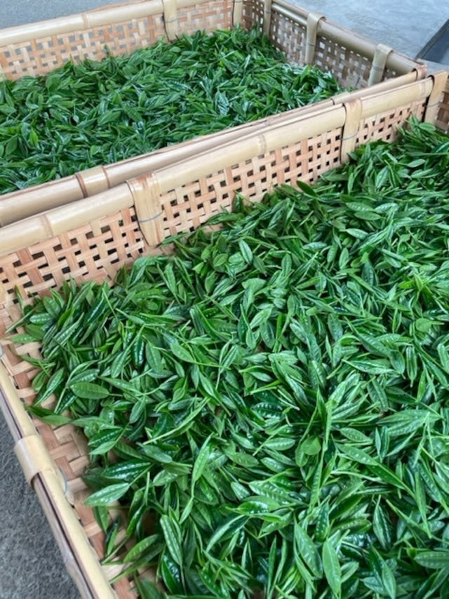 #0559.S2:十五代謹製「手揉み新茶」きらり31|奥富園