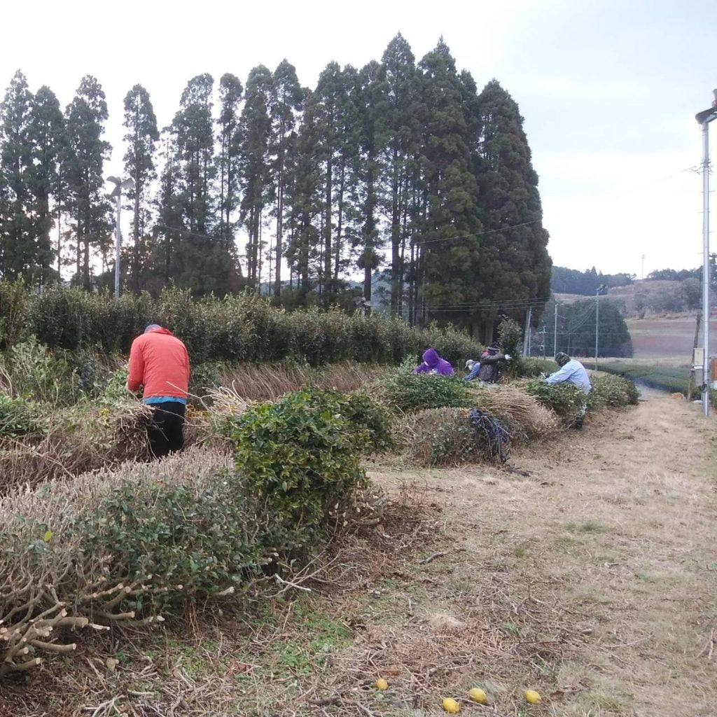 川上さんの真備寒茶 冬摘み薪焙煎茶