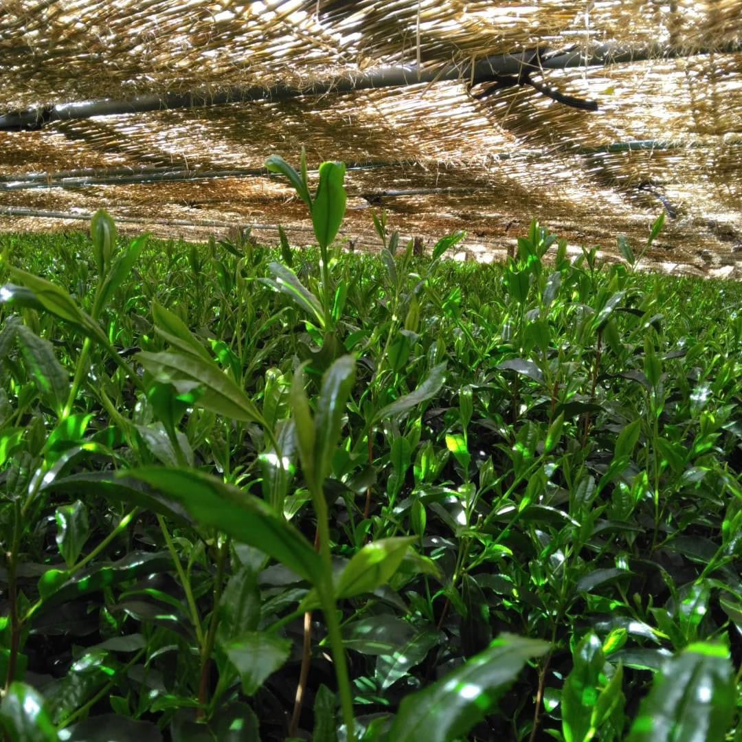 Teal leaf shading - Kuma Tea Garden: Yamecha Saemidori Heritage Grade Gyokuro Tenkaichi - 71st All Japan Tea Competition Grand Prize Winning Garden - natsumiya.live
