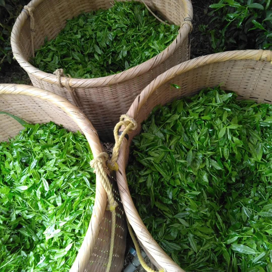Teal leaf hand picking Kuma Tea Garden: Yamecha Saemidori Heritage Grade Gyokuro Tenkaichi - 71st All Japan Tea Competition Grand Prize Winning Garden - natsumiya.live