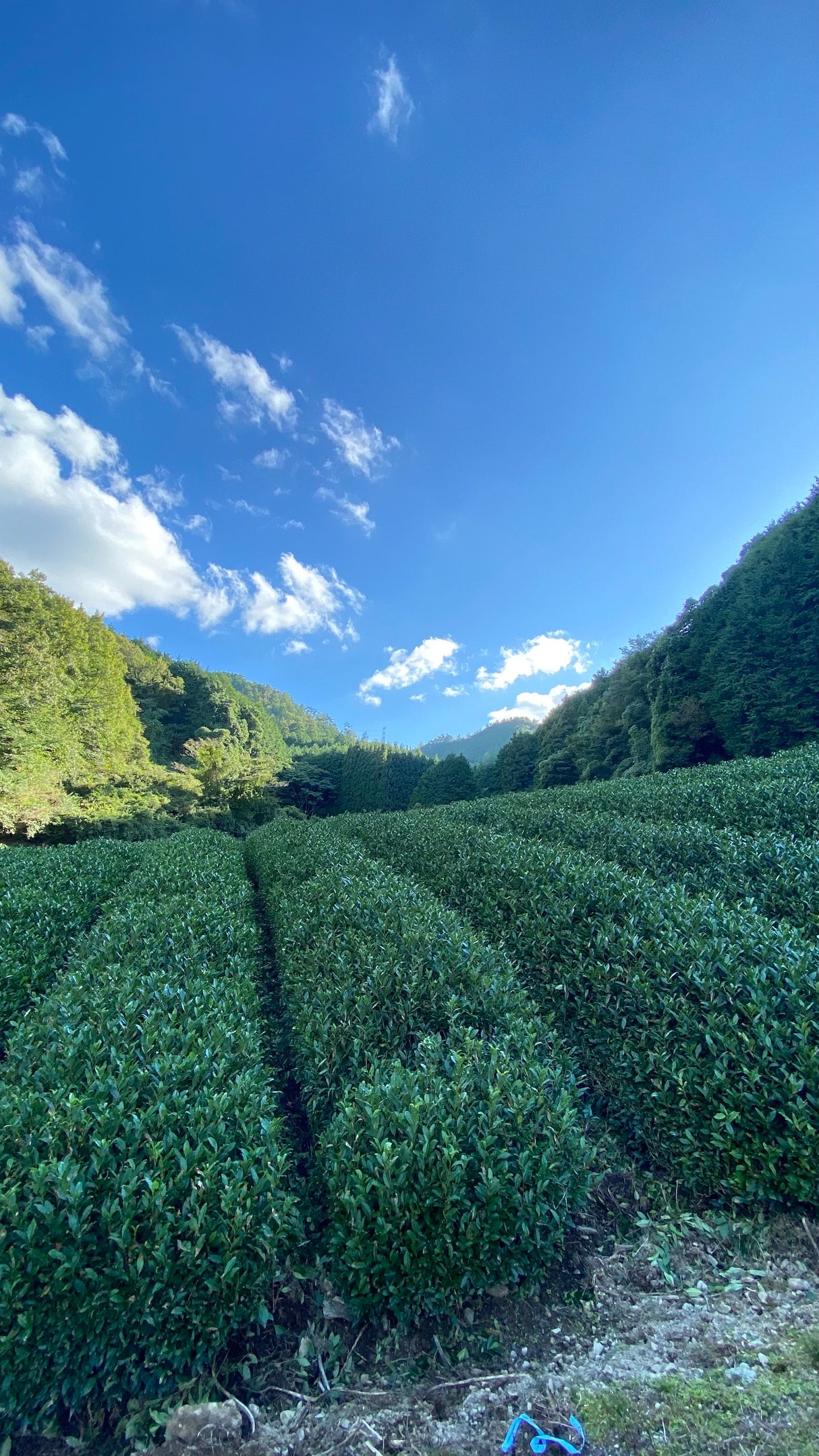 Not Available #0507.K6 Nagatani Tea: Gyokuro Uji Hikari, Single Cultivar from Ujitawara, Kyoto
