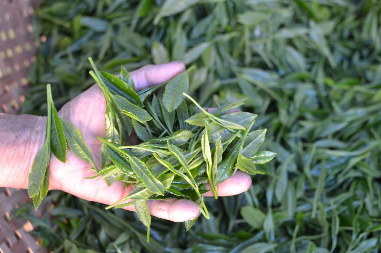 #0398.S5 Kanes Tea: 2026 Honzu No. 5 - Competition Grade Asamushi Sencha from Kawane, Shizuoka