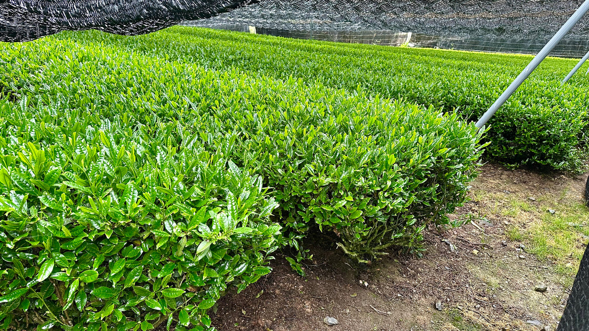 #0880.K6 Nishide Tea: Ujitawara Gyokuro Hoshun Naturally Grown by Farmer Katsutani Kenji 農家勝谷さんの伝統本玉露ほうしゅん