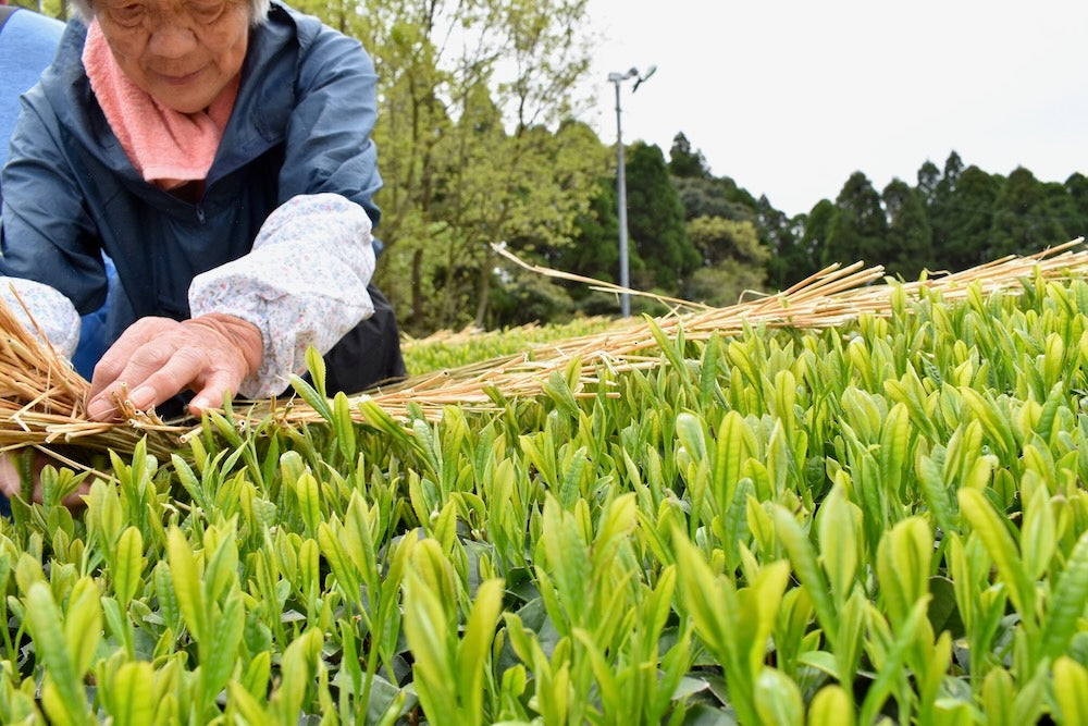 #0287.K2 Furuichi Seicha: 2026 Warakake - Straw Shaded Fukamushicha by Farmer Kuwazuru Sumiyoshi わらかけ