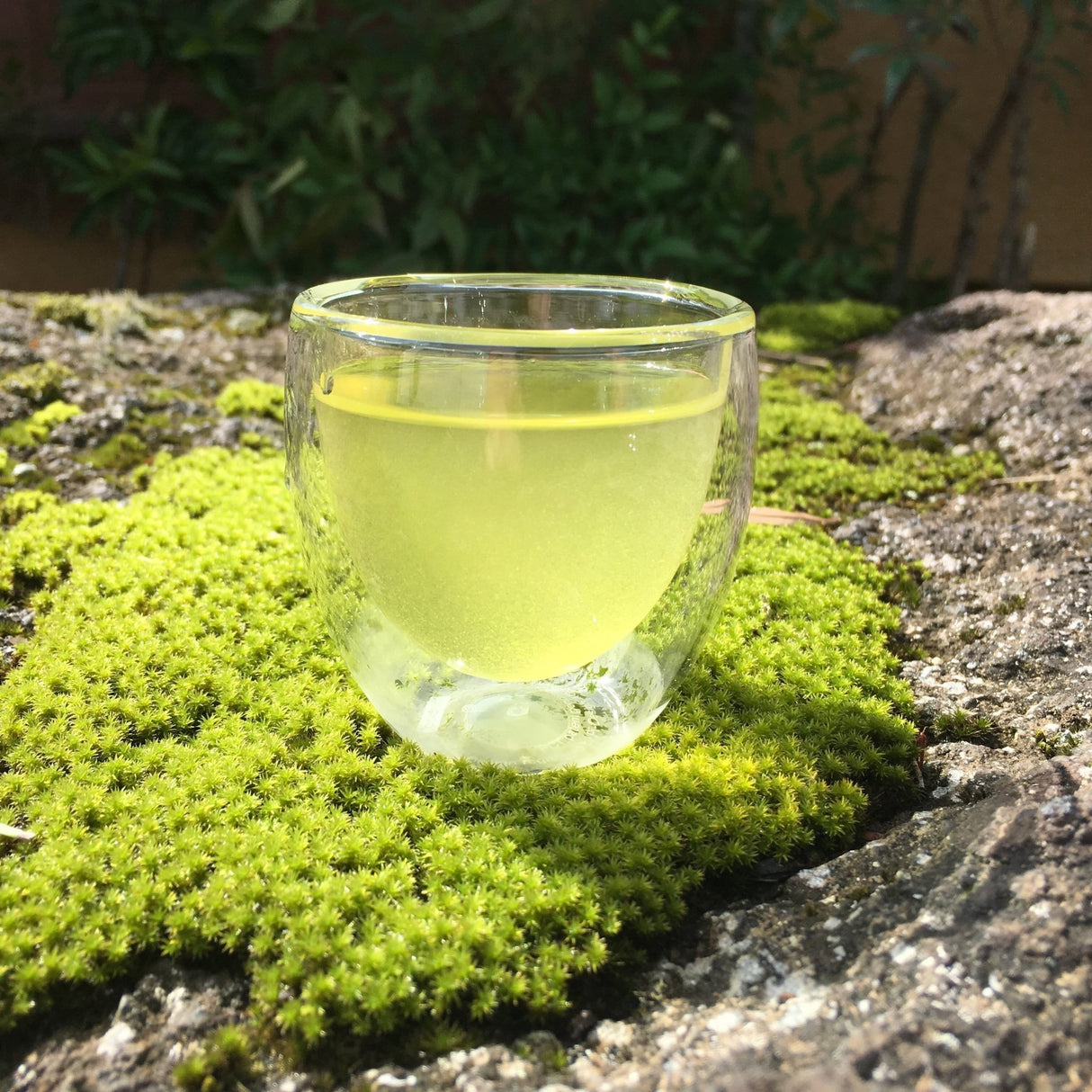 Ashigaracha Labo: Ogikubo Sencha Yabukita 2022 Micro-lot (Odawara, Kanagawa) - natsumiya.live