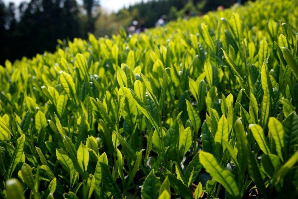 Ayumi Farms (Cyittorattu): 2022 Handpicked Shizuoka Sencha (Ultra Micro Lot, Limited Edition) 手と手で紡ぐ「手摘み煎茶」 30g - natsumiya.live