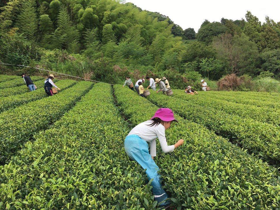 Ayumi Farms (Cyittorattu): Handpicked Wakocha (Japanese black tea, 40g bag) - natsumiya.live