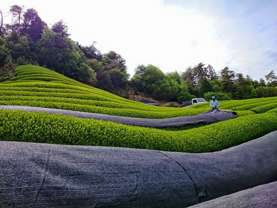 Azuma Tea Garden: All-Purpose Matcha (Premium Culinary Grade) オールパーポス抹茶 - natsumiya.live