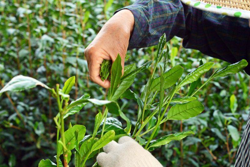 Bizenya: #08 Shourai Blend - Handpicked Sayama Hachijyuhachiya Sencha 松籟 八十八夜手摘み煎茶 - natsumiya.live