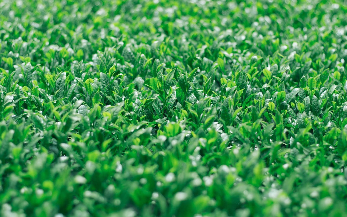 Chiyonoen Tea Garden #01: 2022 Mountain-Grown Single Cultivar Sencha, Saemidori さえみどり - natsumiya.live