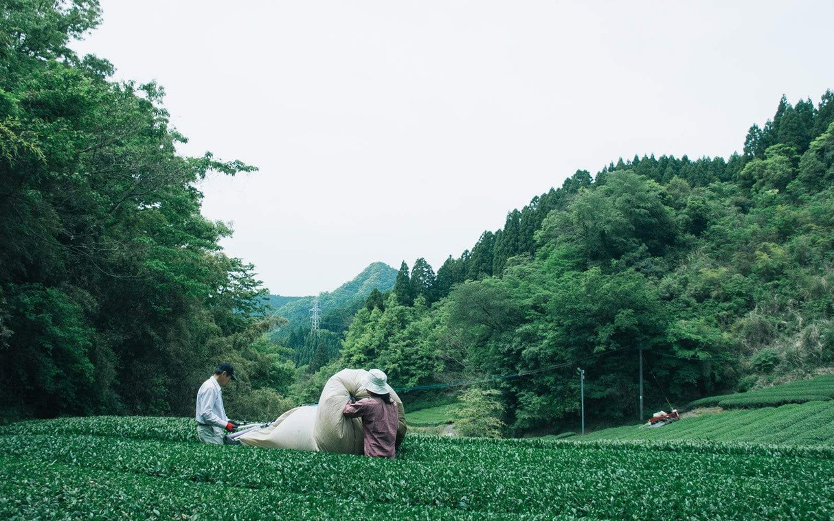 Chiyonoen Tea Garden: #17 Mountain-Grown Superior Genmaicha 上玄米茶 - natsumiya.live
