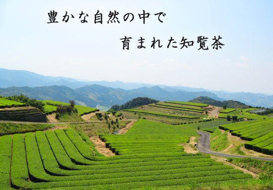 Furuichi Seicha #07: Limited Edition 2022 Premium Shincha Chirancha Early First Flush Fukamushicha 特上知覧茶新茶 - natsumiya.live