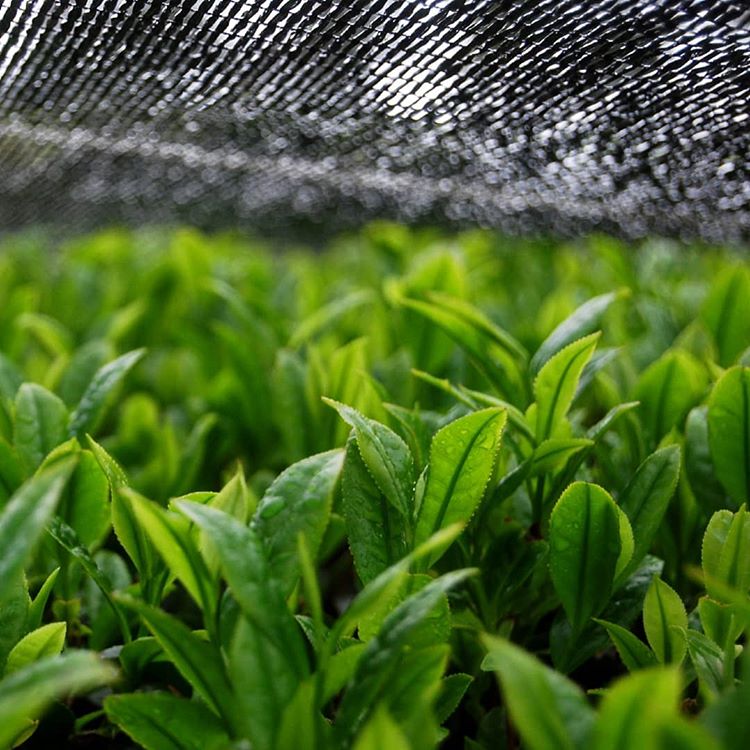Hachimanjyu Yakushima Tea: 2022 Premium Spring Sencha Green Tea (Yabukita & Asatsuyu, Limited Quantity) 屋久島茶 有機緑茶 - natsumiya.live