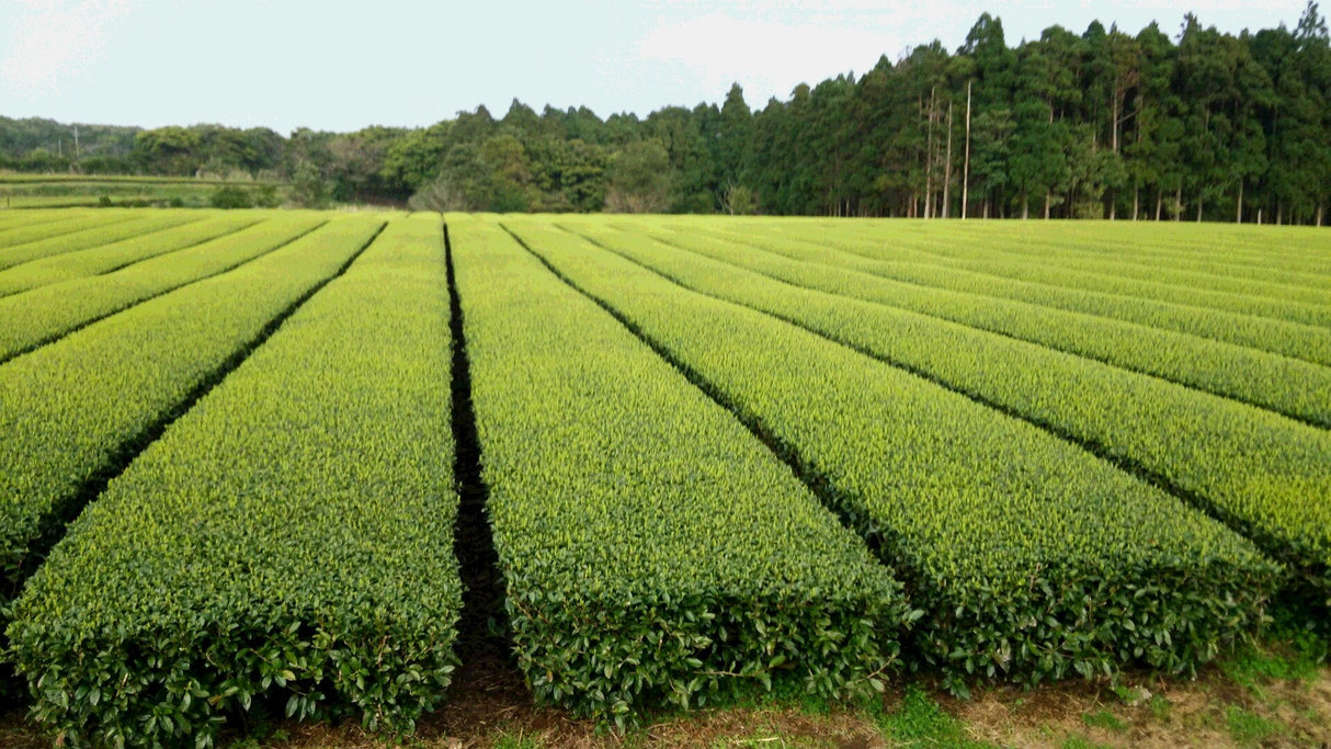Hachimanjyu Yakushima Tea: 2022 Premium Spring Sencha Green Tea (Yabukita & Asatsuyu, Limited Quantity) 屋久島茶 有機緑茶 - natsumiya.live