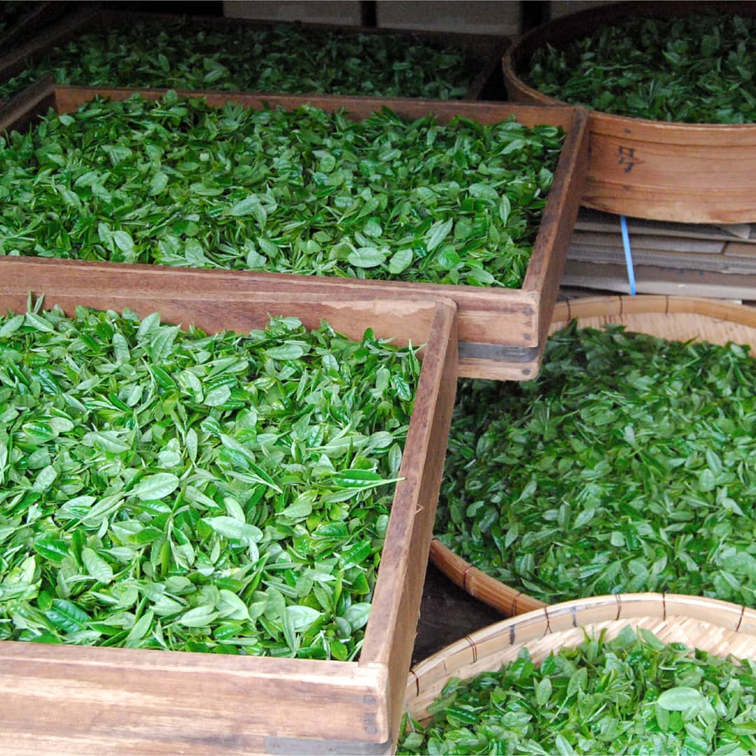 Hachimanjyu Yakushima Tea: 2022 Premium Spring Sencha Green Tea (Yabukita & Asatsuyu, Limited Quantity) 屋久島茶 有機緑茶 - natsumiya.live