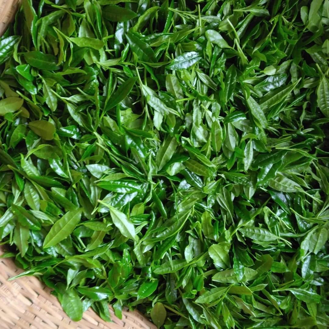 Teal leaf hand picking Kuma Tea Garden: Yamecha Saemidori Heritage Grade Gyokuro Tenkaichi - 71st All Japan Tea Competition Grand Prize Winning Garden - natsumiya.live