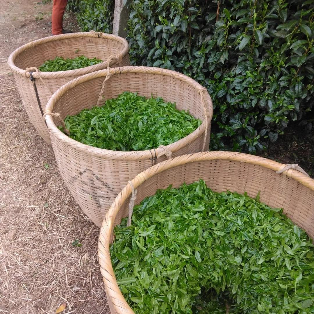 Teal leaf hand picking Kuma Tea Garden: Yamecha Saemidori Heritage Grade Gyokuro Tenkaichi - 71st All Japan Tea Competition Grand Prize Winning Garden - natsumiya.live