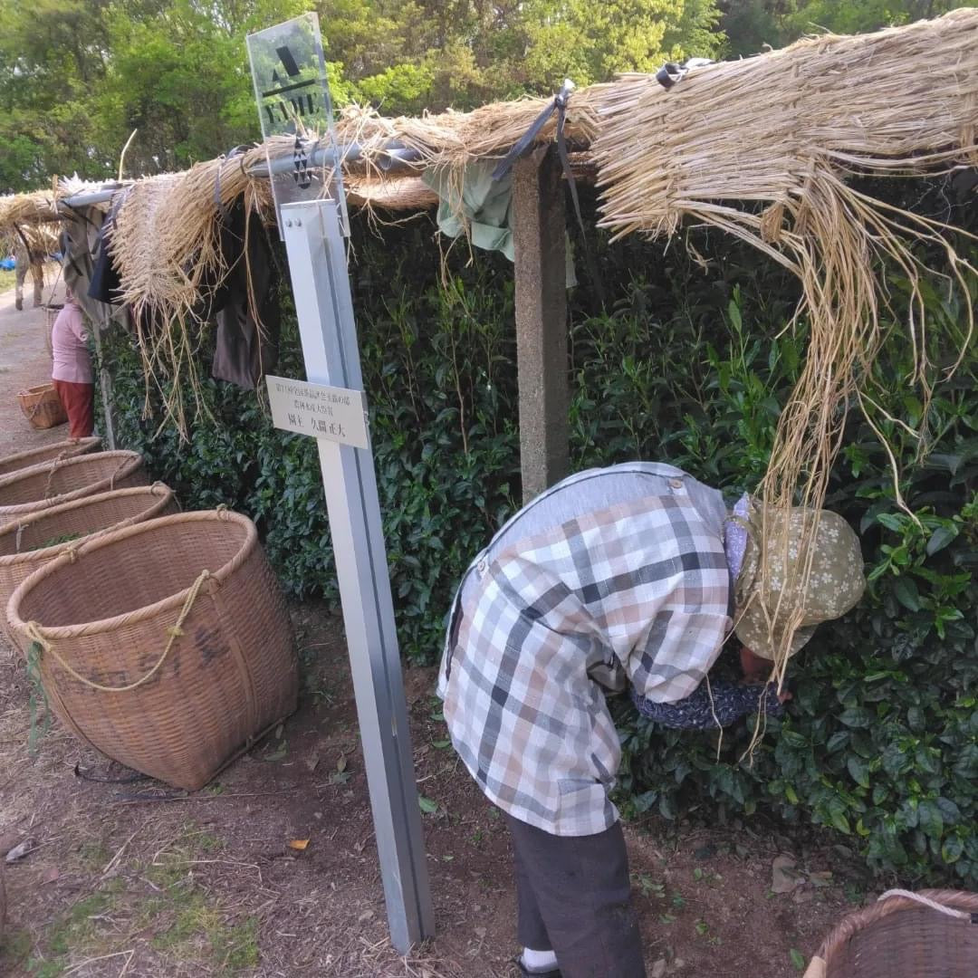(最終台) #0433.F2 球磨茶園 天下一 天下一 八女茶玉露 さえみどり 遺産級 第71回全日本茶品評会 最優秀賞受賞園