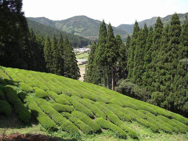 Kajihara Tea Garden: #01 2022 Densho Premium, Kamairicha Green Tea from Kumamoto 伝承プレミアム 釜炒り茶 - natsumiya.live