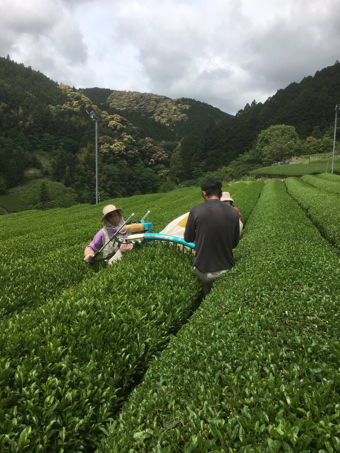 Kiyosawa Tea Gardens: Shizuoka Spring Asamushi Sencha by Farmer Sugiyama Yachiyo - natsumiya.live