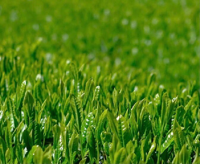 Kiyosawa Tea Gardens: Shizuoka Spring Asamushi Sencha by Konagai Chizuko - natsumiya.live