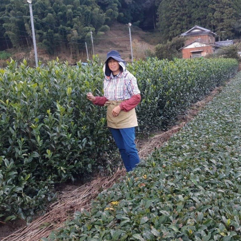 Kiyosawa Tea Gardens: Shizuoka Spring Kukihojicha Roasted Green Tea Leaf Stems by Farmer Kajiyama Yukako - natsumiya.live