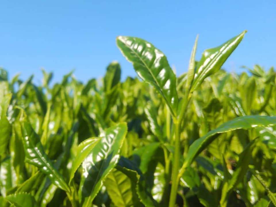 Kuma Tea Garden: 2022 Yamecha Mountain-Grown Sencha Yabukita 奥八女 上陽茶 やぶきた - natsumiya.live