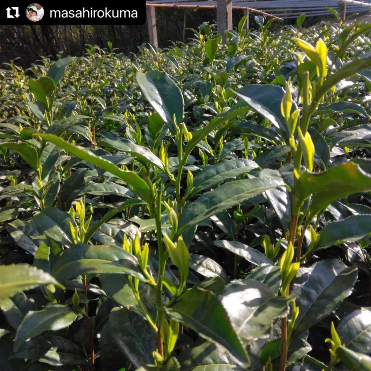 Kuma Tea Garden: Heritage Grade Yame Matcha Saemidori (20g) - natsumiya.live