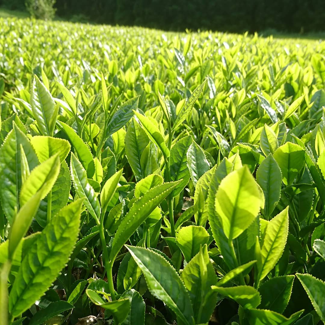 Kuma Tea Garden: Yamecha Mountain-Grown First Flush Benihikari Black Tea - natsumiya.live