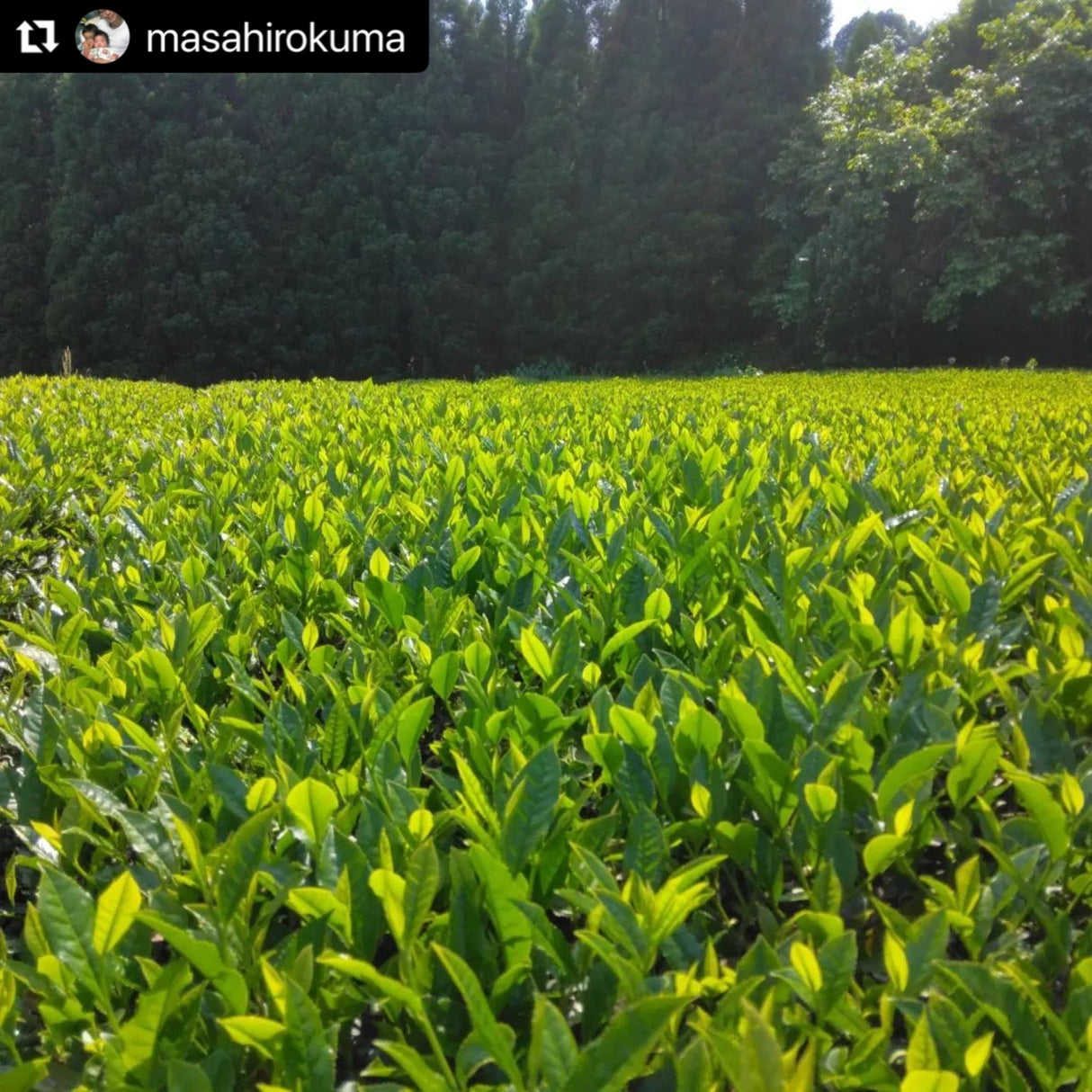 Kuma Tea Garden: Yamecha Mountain-Grown First Flush Benihikari Black Tea - natsumiya.live