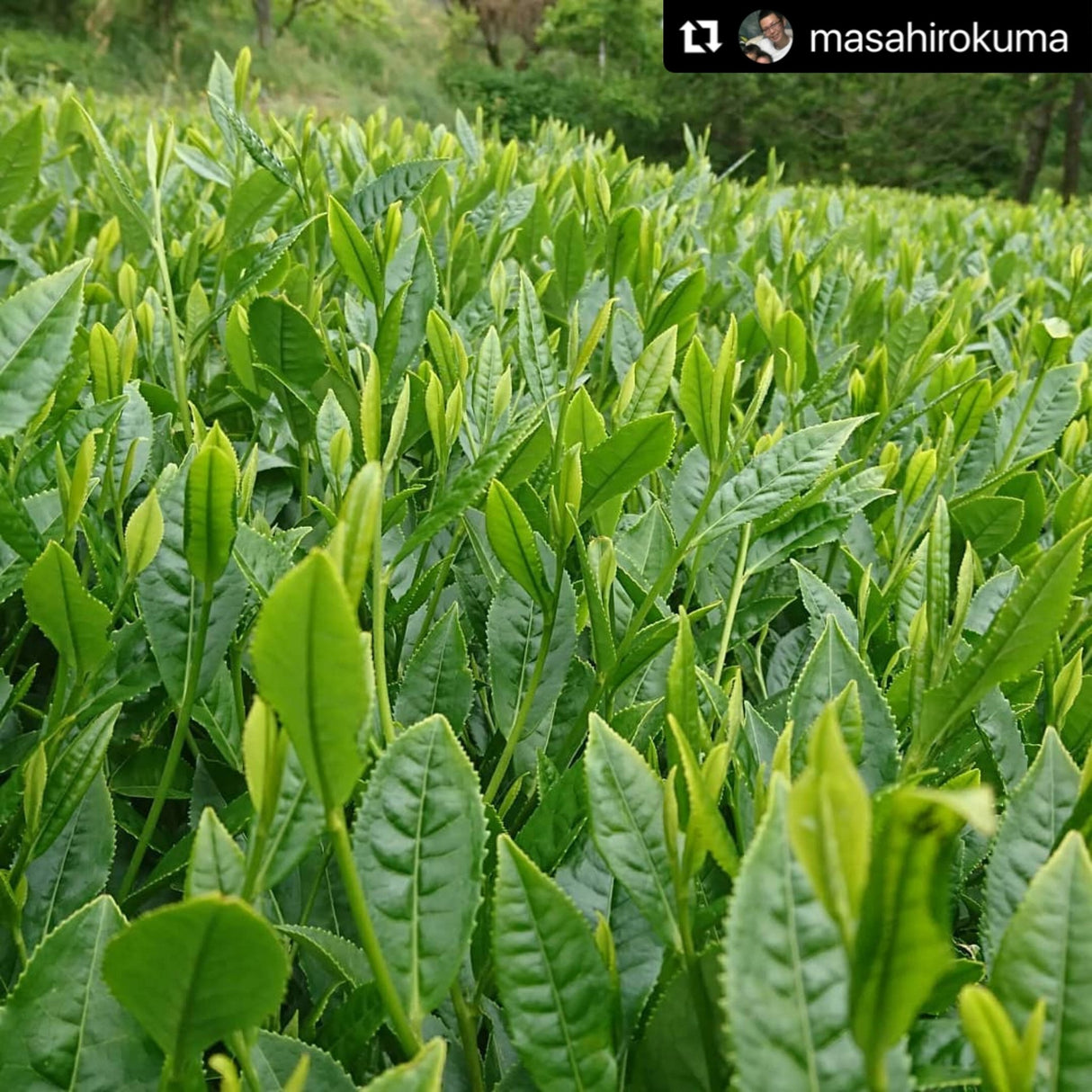 Kuma Tea Garden: Yamecha Mountain-Grown First Flush Spring Benifuuki Black Tea. - natsumiya.live