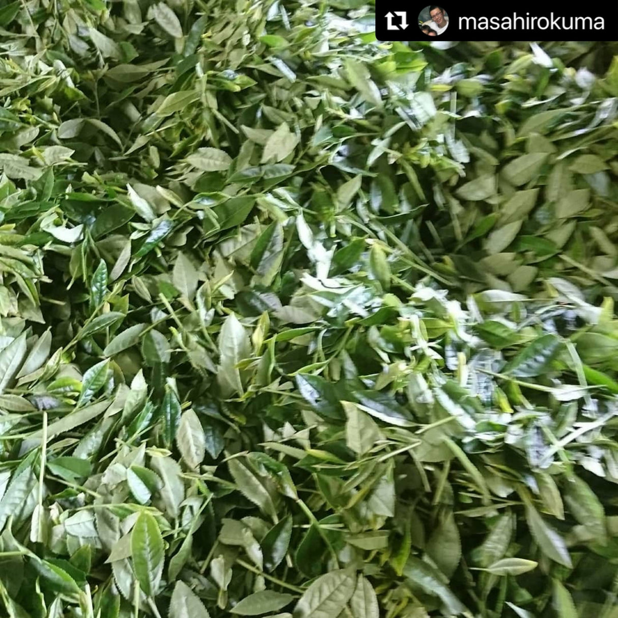 Kuma Tea Garden: Yamecha Mountain-Grown First Flush Spring Benifuuki Black Tea. - natsumiya.live