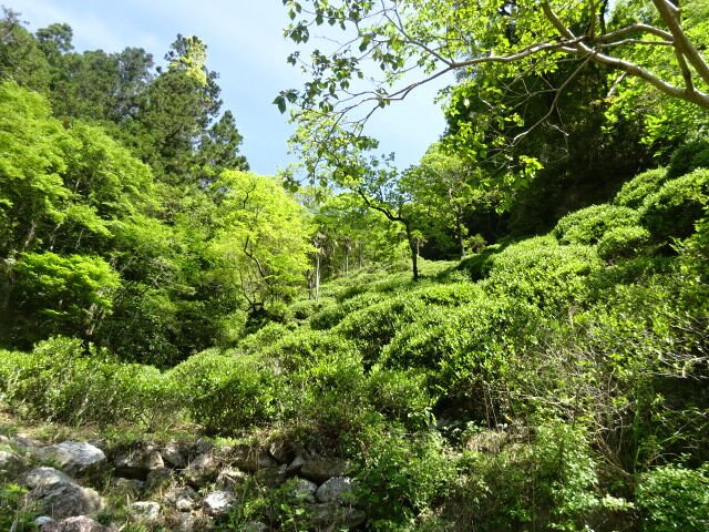 Kunitomo: Riguricha Ryu - The Mountain Dragon - Handpicked, Wild Kamairicha りぐり茶 龍 - natsumiya.live