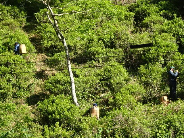 Kunitomo: Riguricha Ryu - The Mountain Dragon - Handpicked, Wild Kamairicha りぐり茶 龍 - natsumiya.live