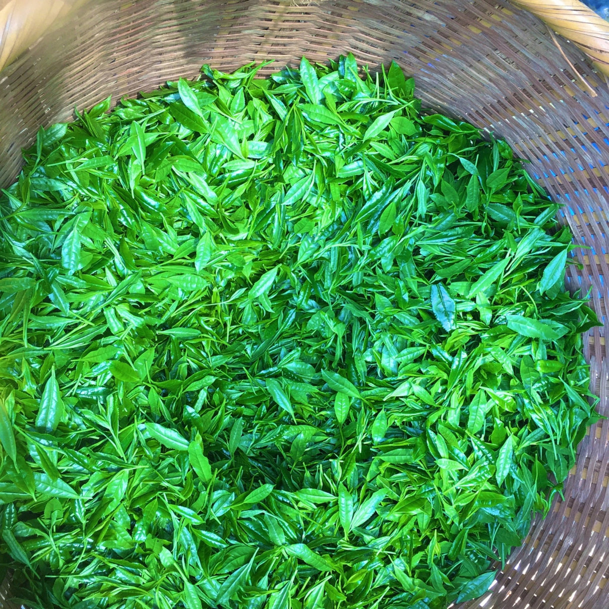 Kurihara Tea #01: 2022 Takumi 匠 (The Artisan) - Kurihara Heritage Gyokuro Green Tea - natsumiya.live