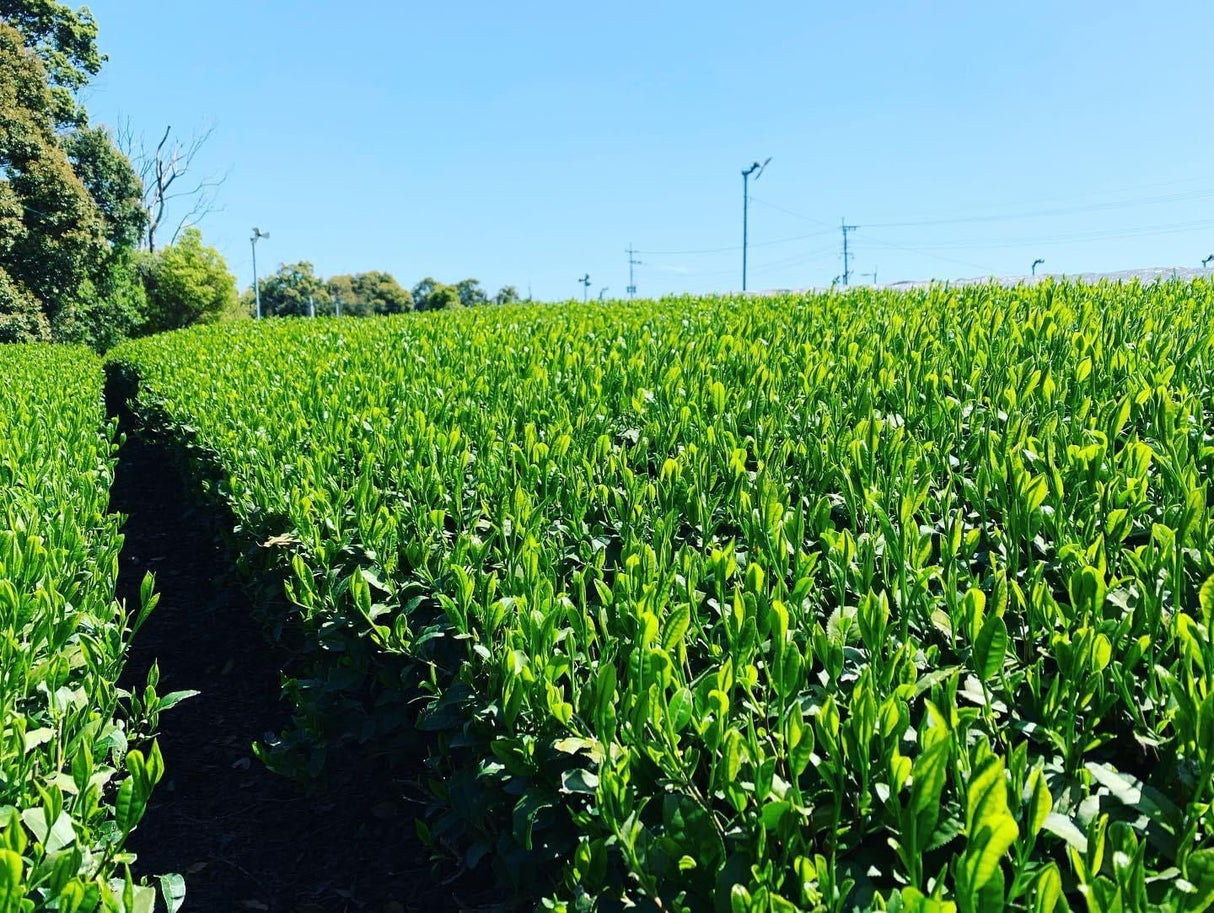 Kurihara Tea #25: 2022 Single Cultivar Yame Sencha - Kirari 31 単一品種八女煎茶きらり31 - natsumiya.live