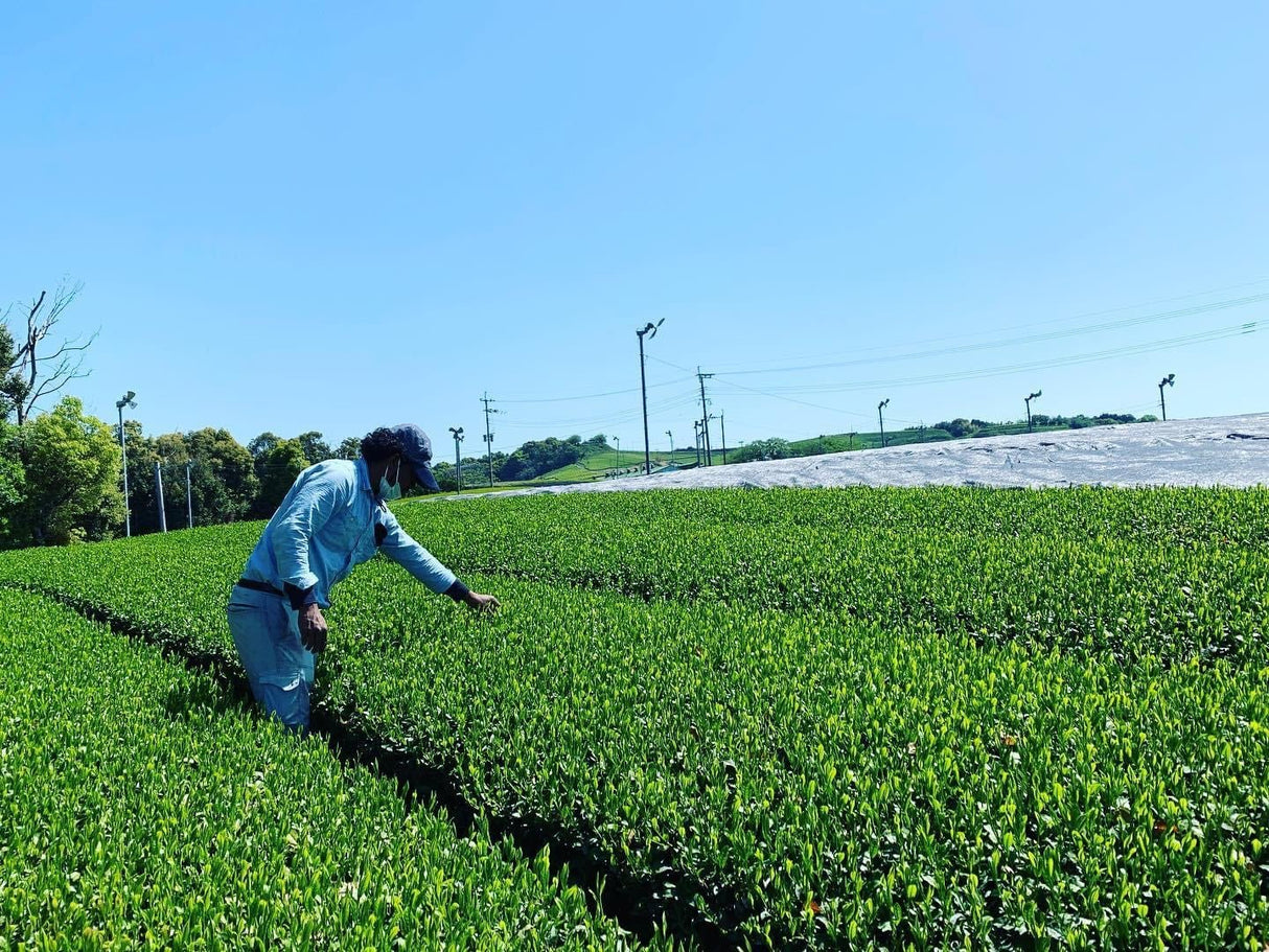 Kurihara Tea #25: 2022 Single Cultivar Yame Sencha - Kirari 31 単一品種八女煎茶きらり31 - natsumiya.live