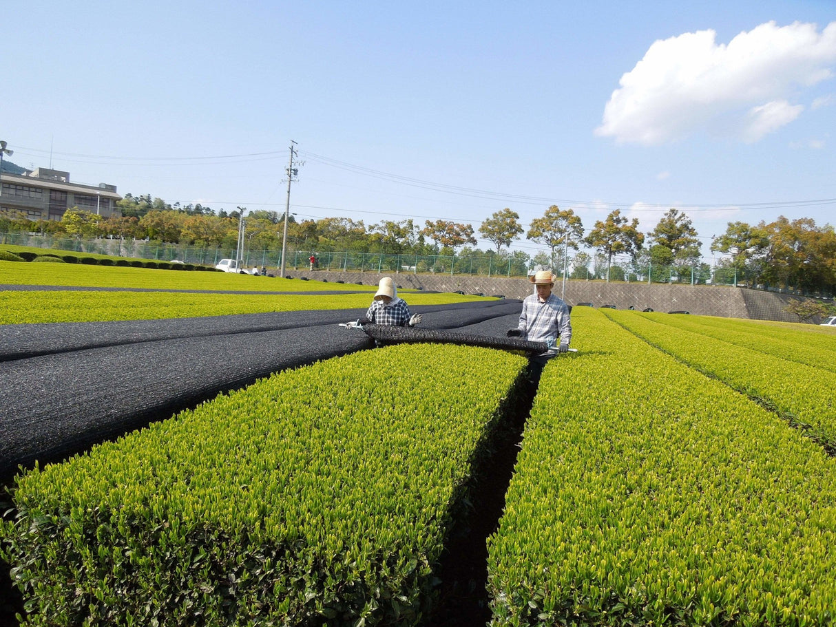 Marushige Shimizu Tea Farm: 2022 Kabusecha Shaded Green Tea, Saemidori さえみどり - natsumiya.live