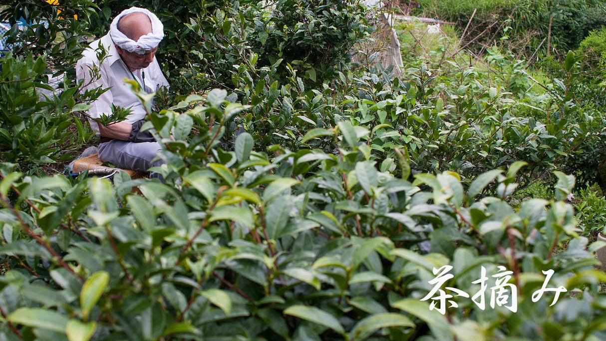 Michiko's Handpicked, Sun-Dried Awa Bancha from Kamikatsu Village, Tokushima - natsumiya.live